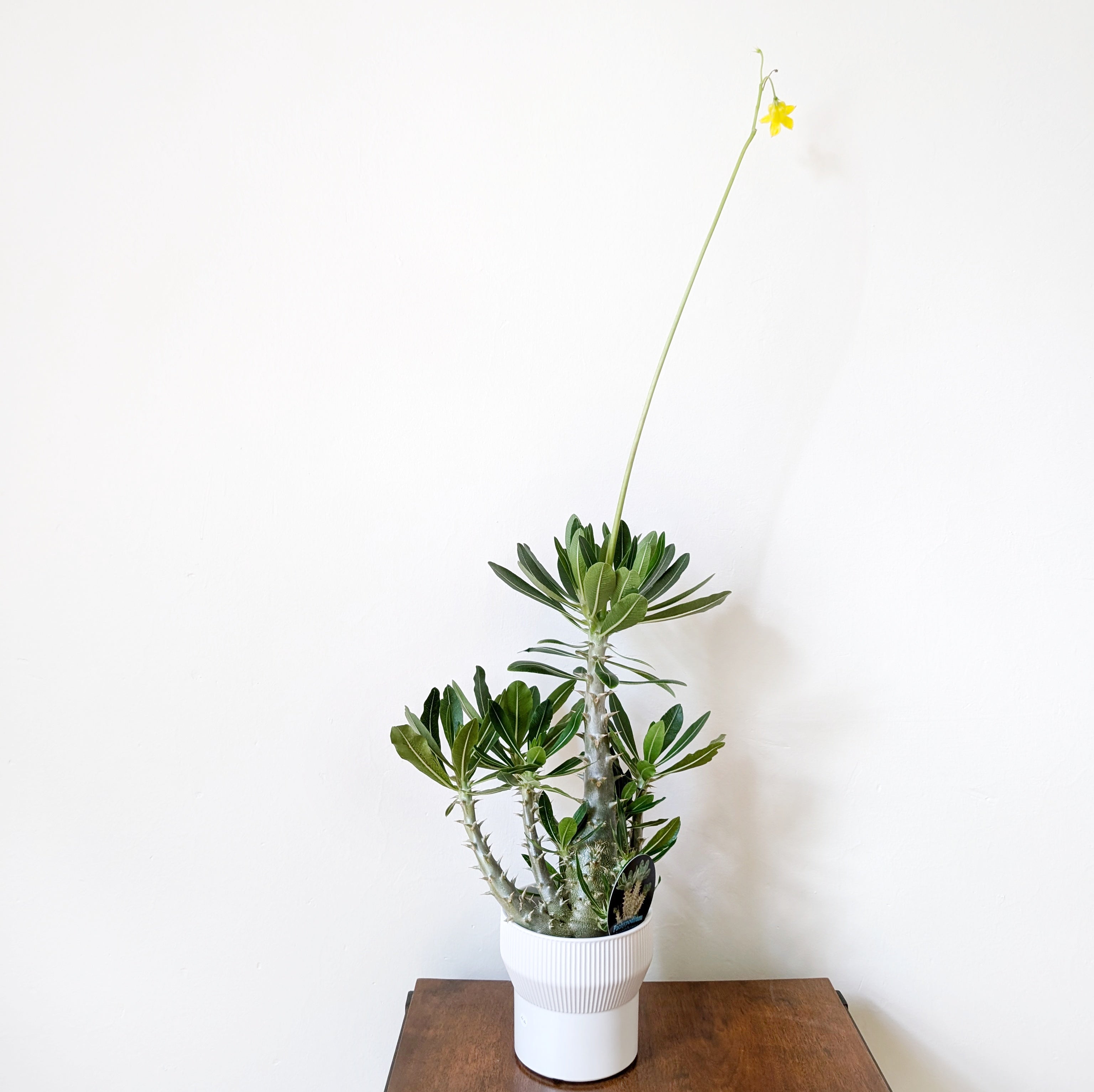 Pachypodium horombense - 13cm pot